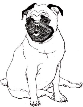 Desenho de Um Pug para Colorir
