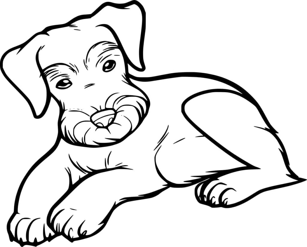 Desenho de Schnauzer Imprimivel para Colorir