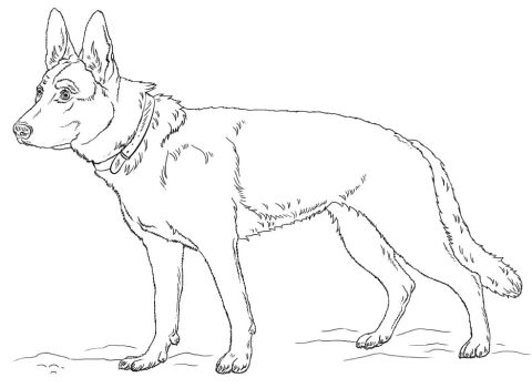 Desenho de Um Cachorro Pastor alemão para Colorir