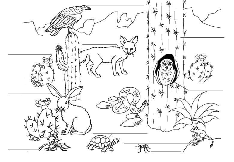 Desenho de Animais e Cactos para Colorir