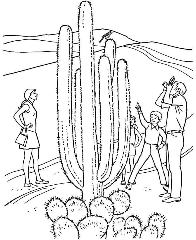 Desenho de Cacto Alto para Colorir
