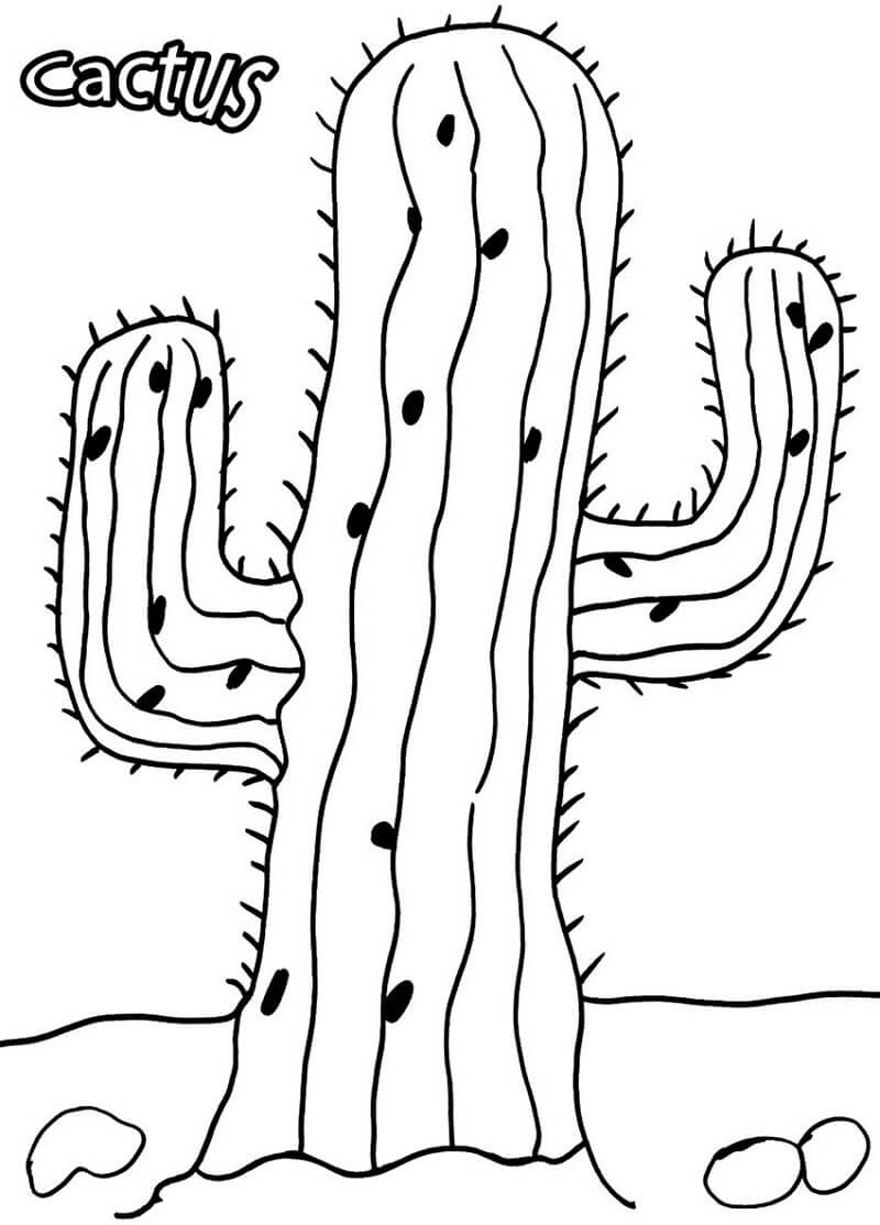 Desenho Cacto Normal para Colorir