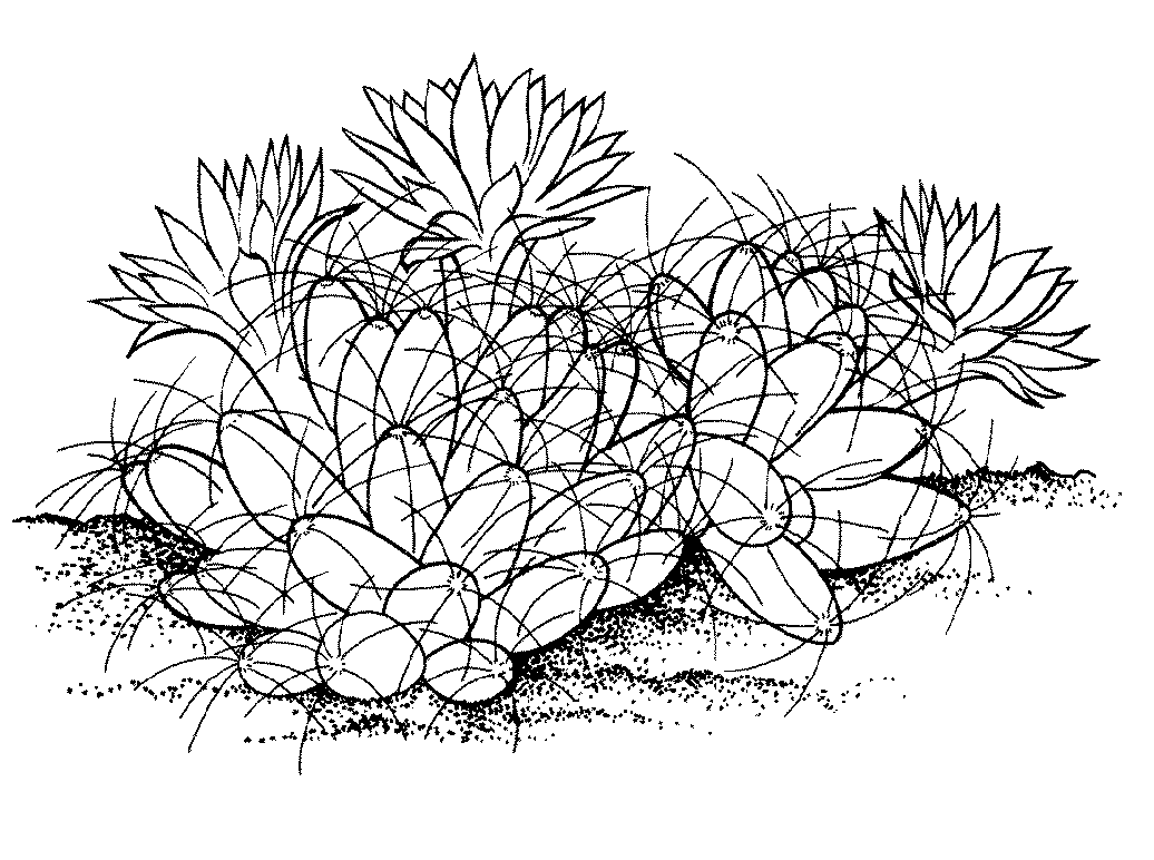 Desenhos de Cacto para Colorir