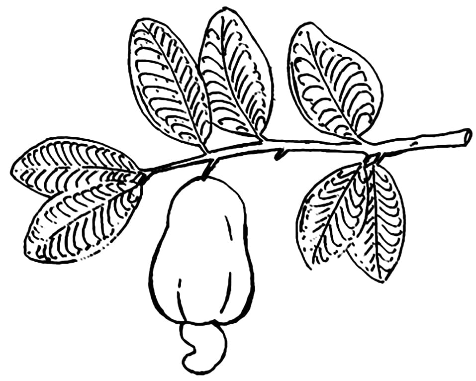 Desenho de Caju em um Galho para Colorir