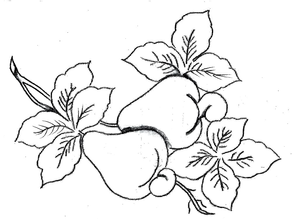 Desenho de Dois Cajus para Colorir de Graça