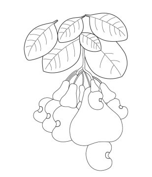 Desenho de Frutos de Caju para Colorir
