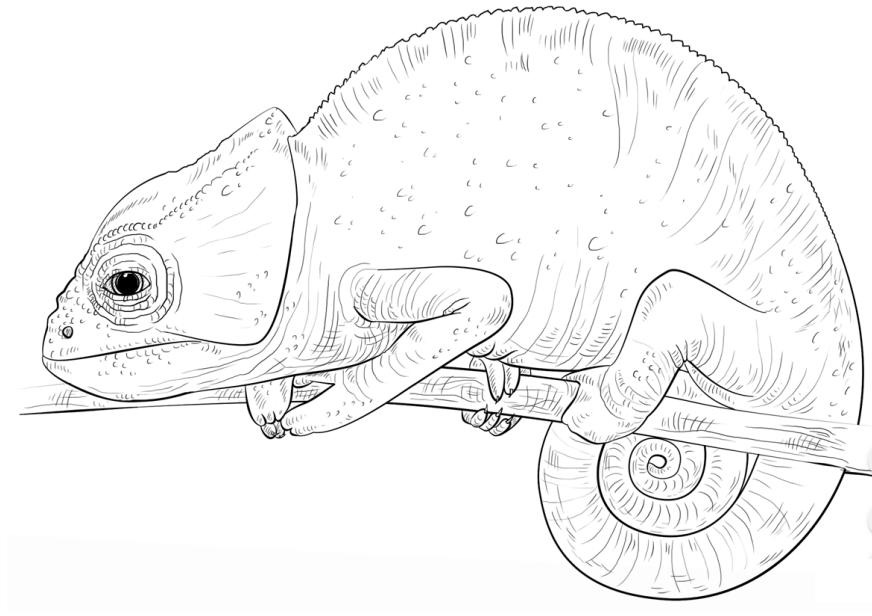 Desenhos de Camaleão para Colorir