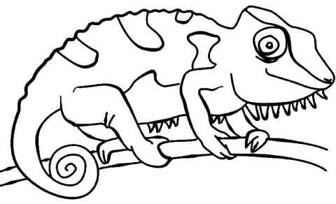 Desenho de camaleão no Galho para Colorir e Imprimir