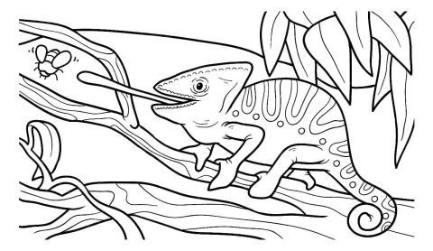 Desenho de camaleão para Colorir e Imprimir Pdf grátis