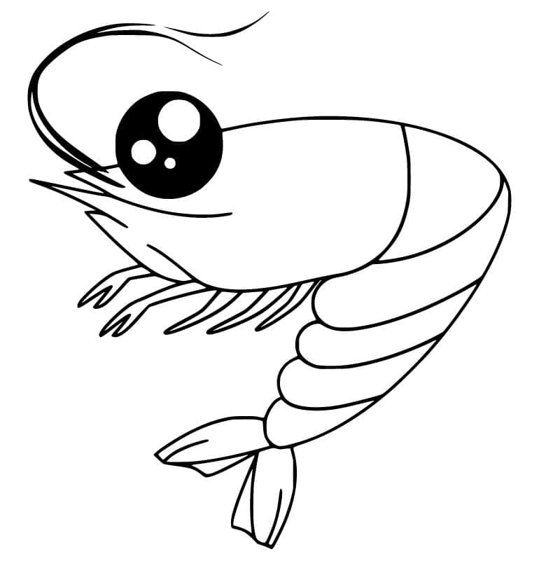 Desenho de Camarão Adorável para Colori