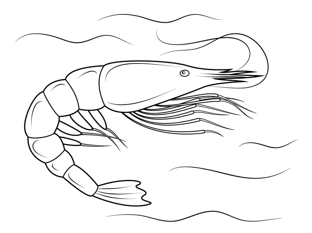Desenho de Camarão Debaixo Dagua para Colori