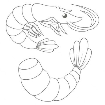 Desenho de camarão para Comer para Colori