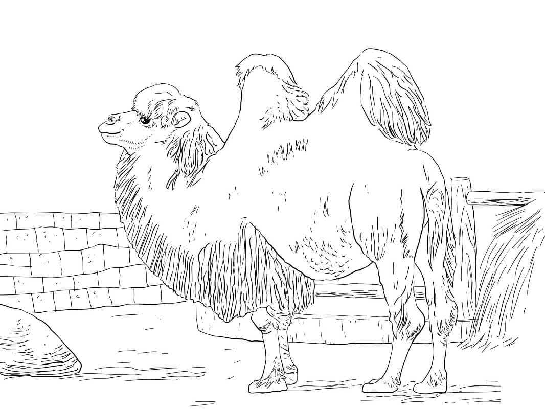 Desenho de Camelo com Detalhes para Colorir e Imprimir