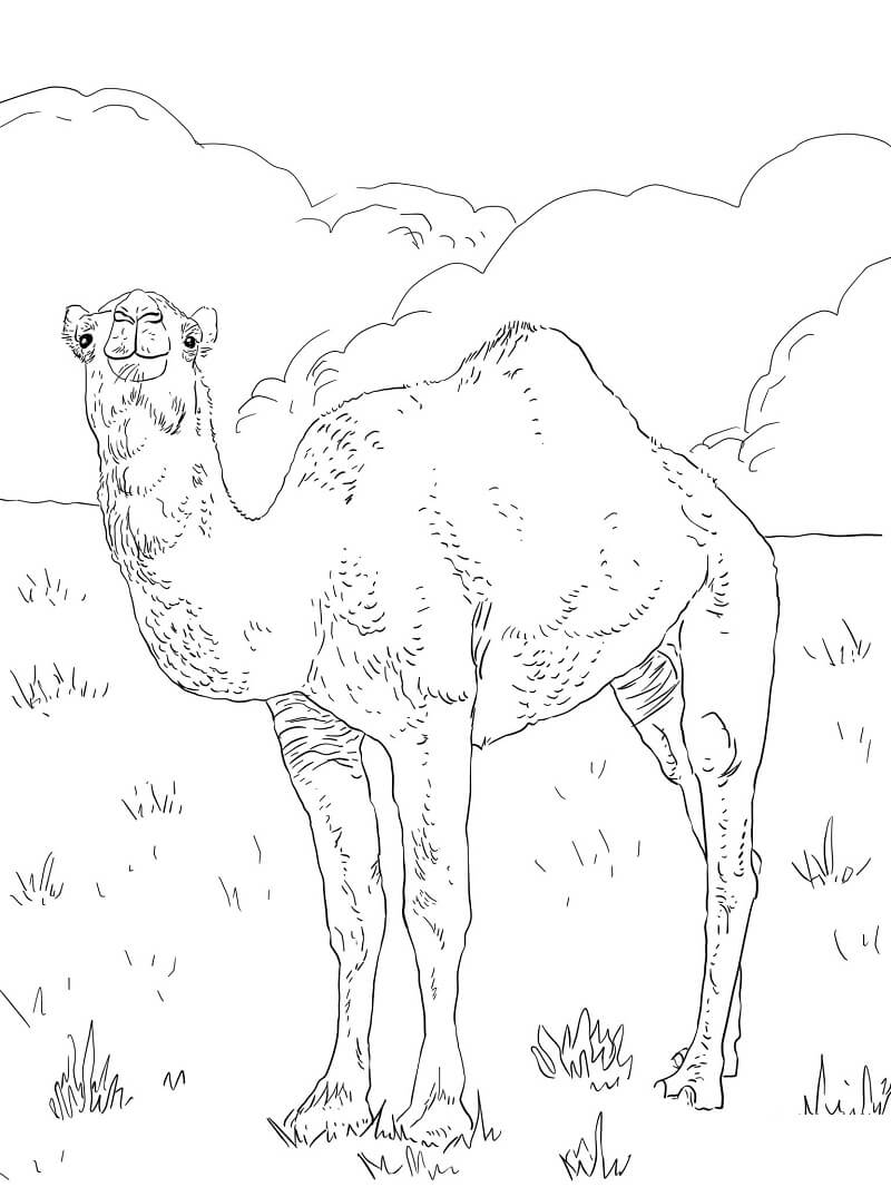 Desenho de Camelo Fofo para Colorir e Imprimir