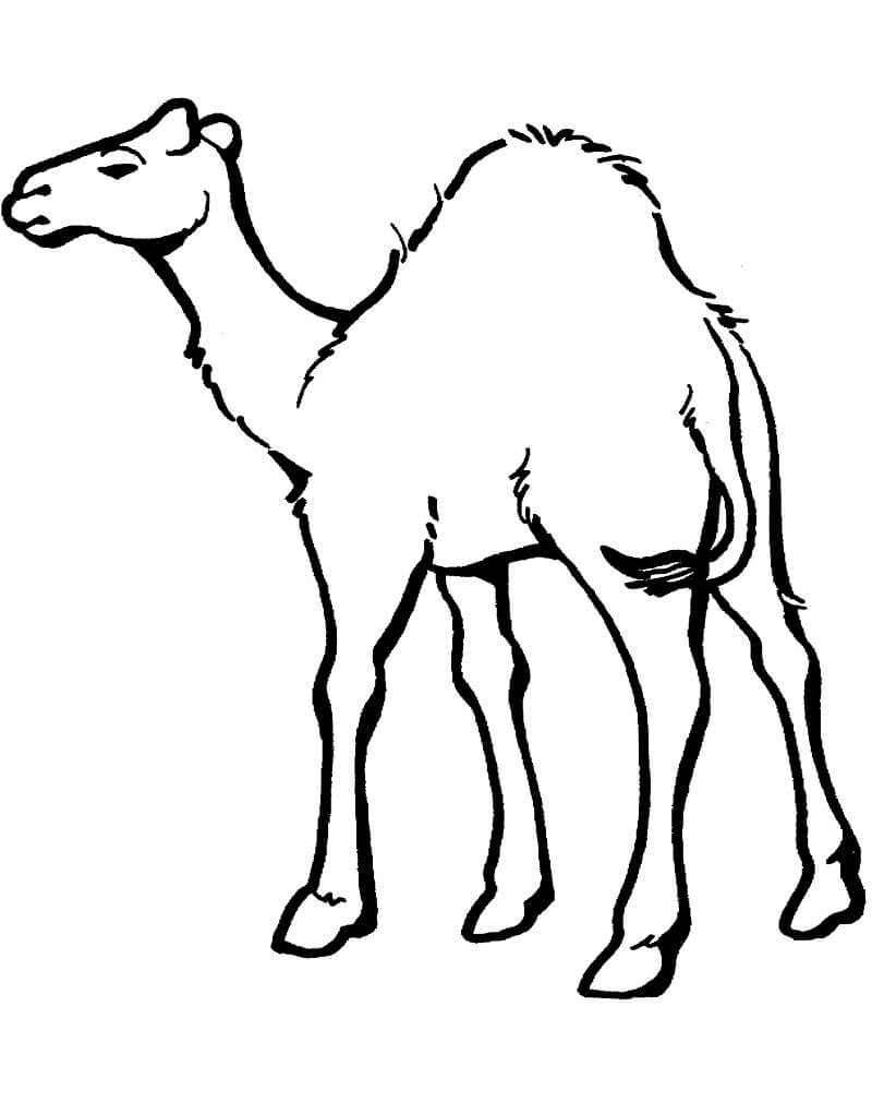 Desenho de Camelo Infantil para Colorir e Imprimir