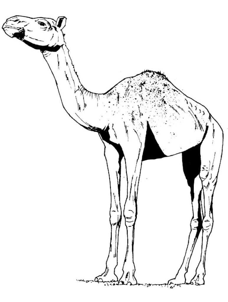 Desenho de Camelo no Deserto para Colorir e Imprimir
