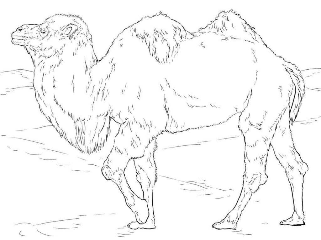 Desenho de Camelo para Colorir e Imprimir Grátis