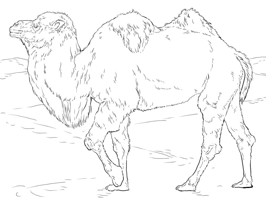 Desenho de Camelo para Colorir e Imprimir Grátis