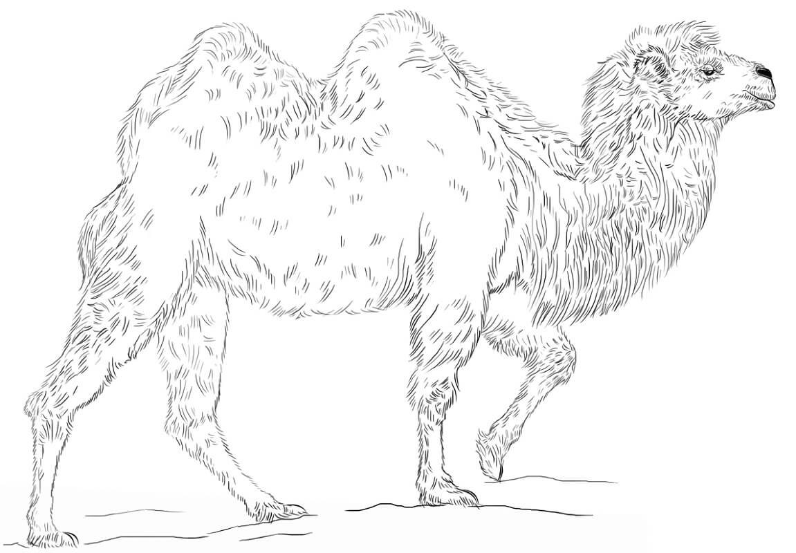 Desenho de Camelo para Colorir e Imprimir Pdf Grátis