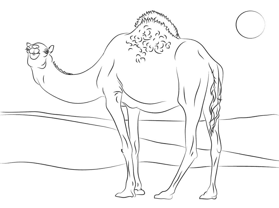 Desenhos de Camelo para Colorir