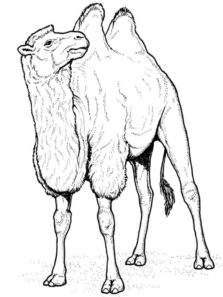 Desenho de Camelo para Colorir Usando Giz de Cera
