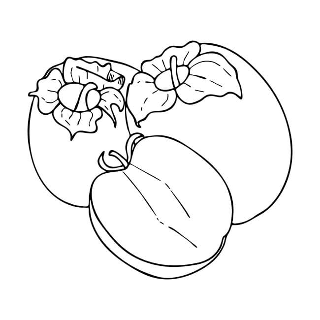 Desenho de Caqui Grátis para Colorir