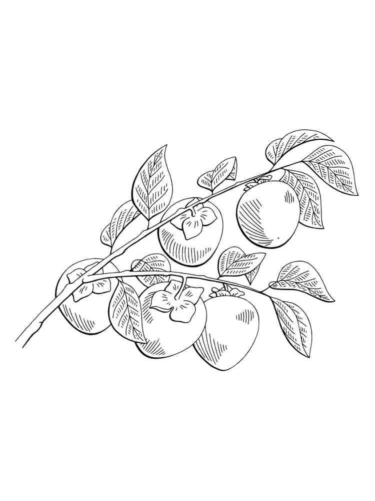 Desenho de Caquis em um Galho para Colorir