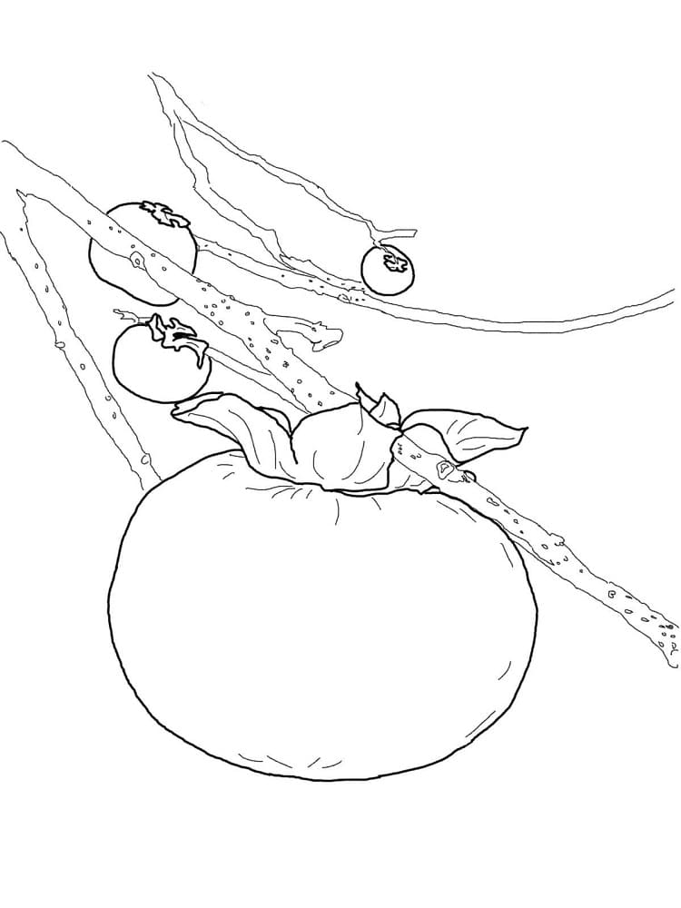 Desenho de Caquis para Colorir