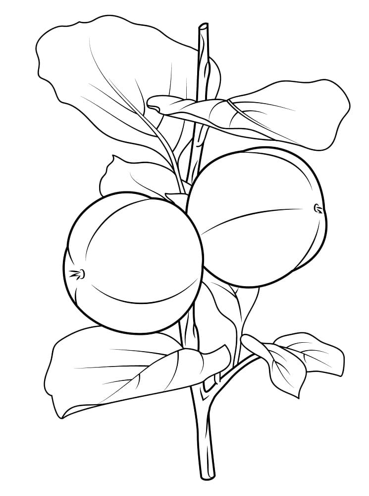 Desenho de Ramo de Caqui para Colorir