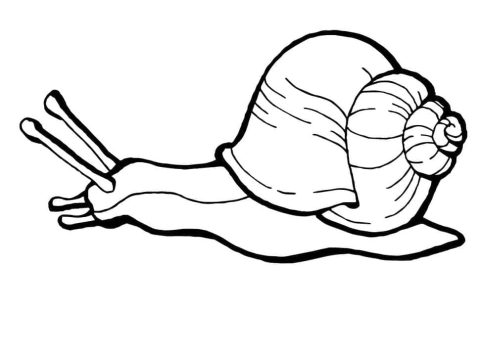 Desenho de Um Caracol Rastejante para Colorir