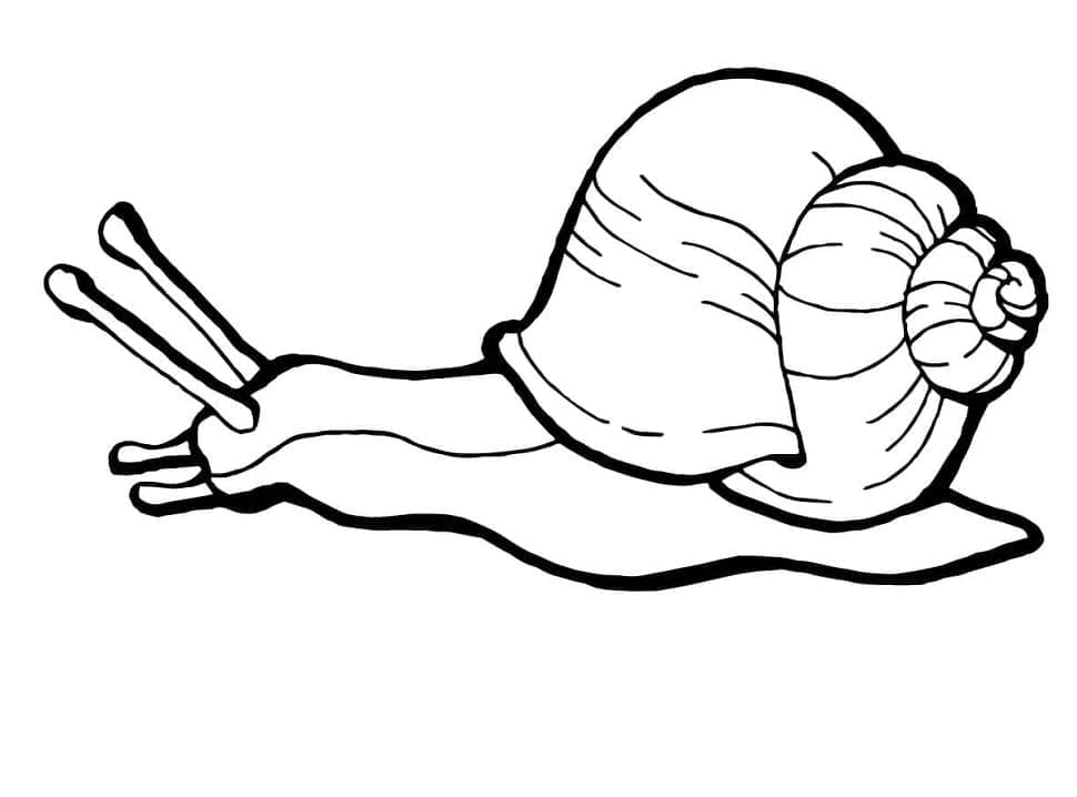 Desenho de um Caracol Rastejante para Colorir