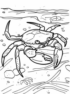Desenho de Um Caranguejo Normal para Colorir