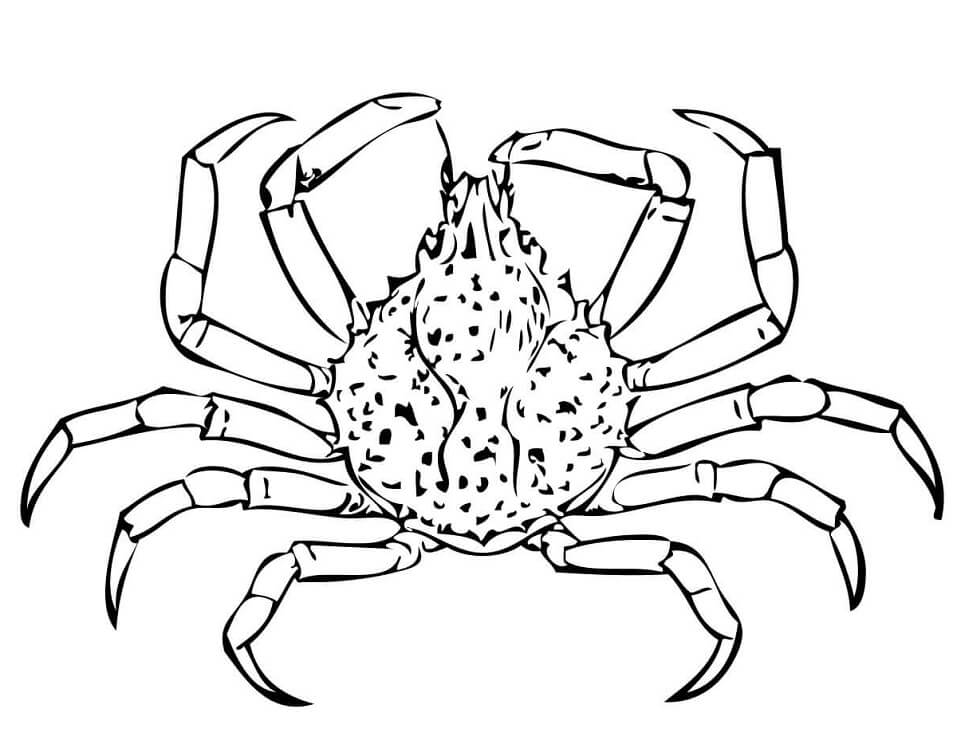 Desenho Caranguejo Aranha para Colorir