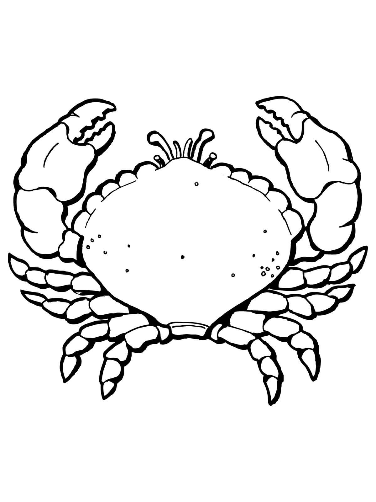 Desenho de Caranguejo Imprimivel Download