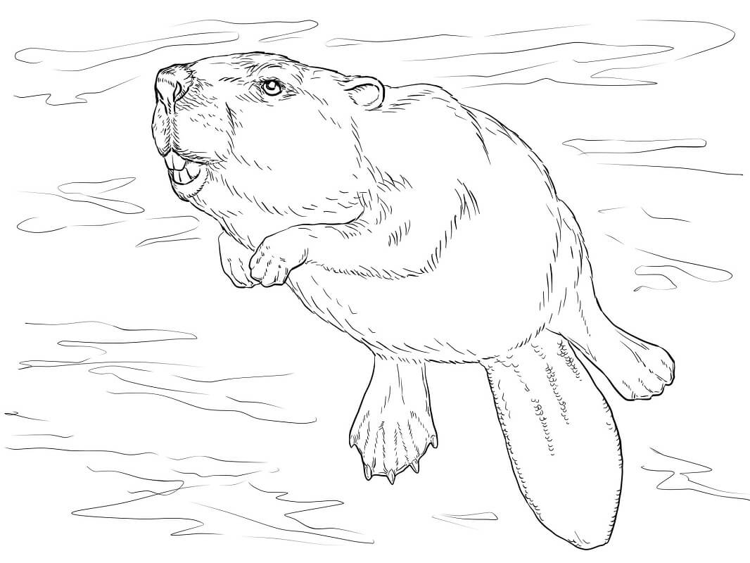 Desenho de Castor Normal Bonito para Colorir Pdf