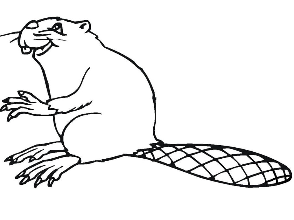 Desenho de Castor Normal Fofo para Colorir Pdf