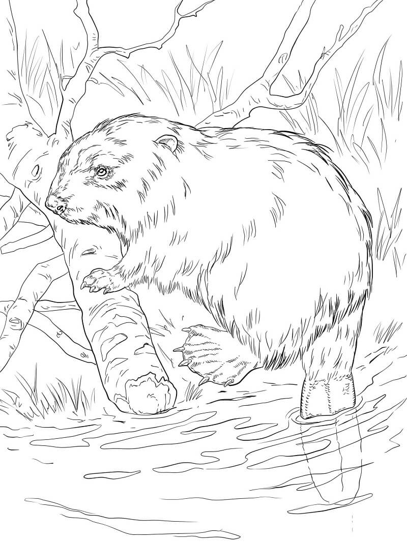 Desenho de Castor Normal Imprimivel Download