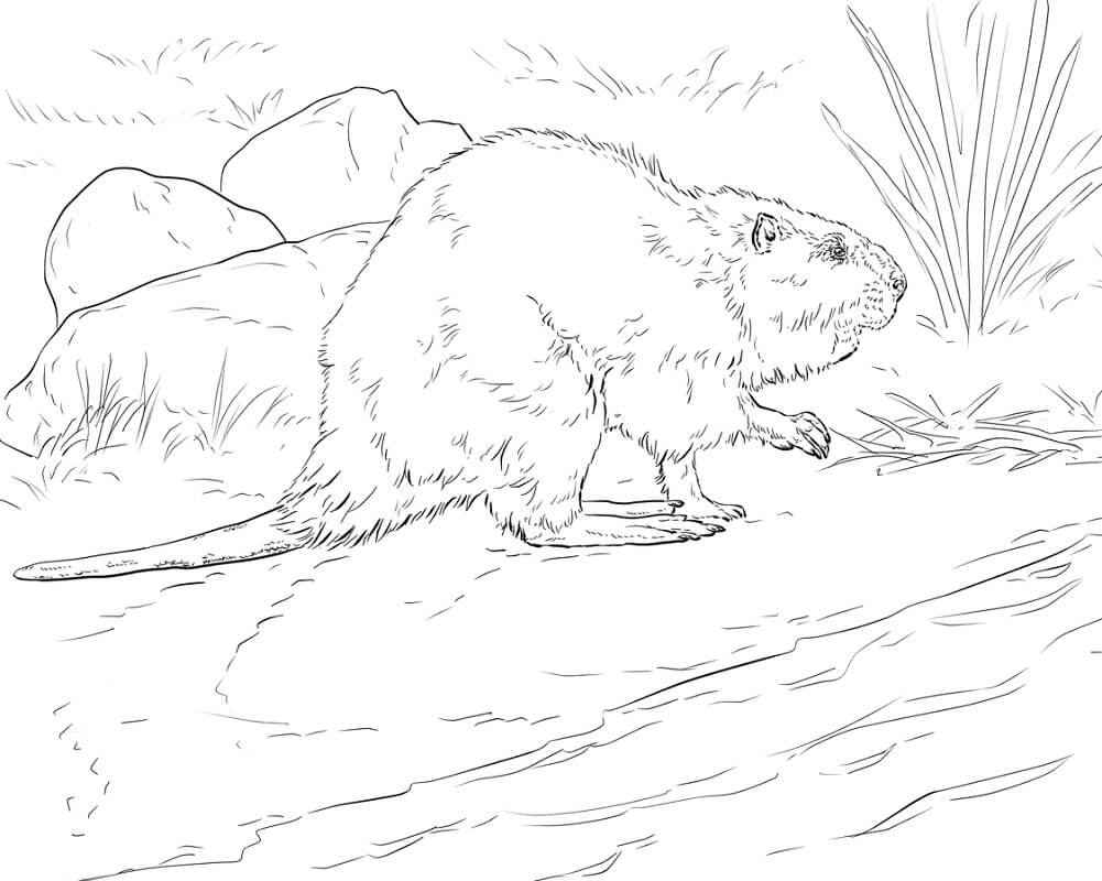 Desenho de Castor Normal Infantil para Imprimir