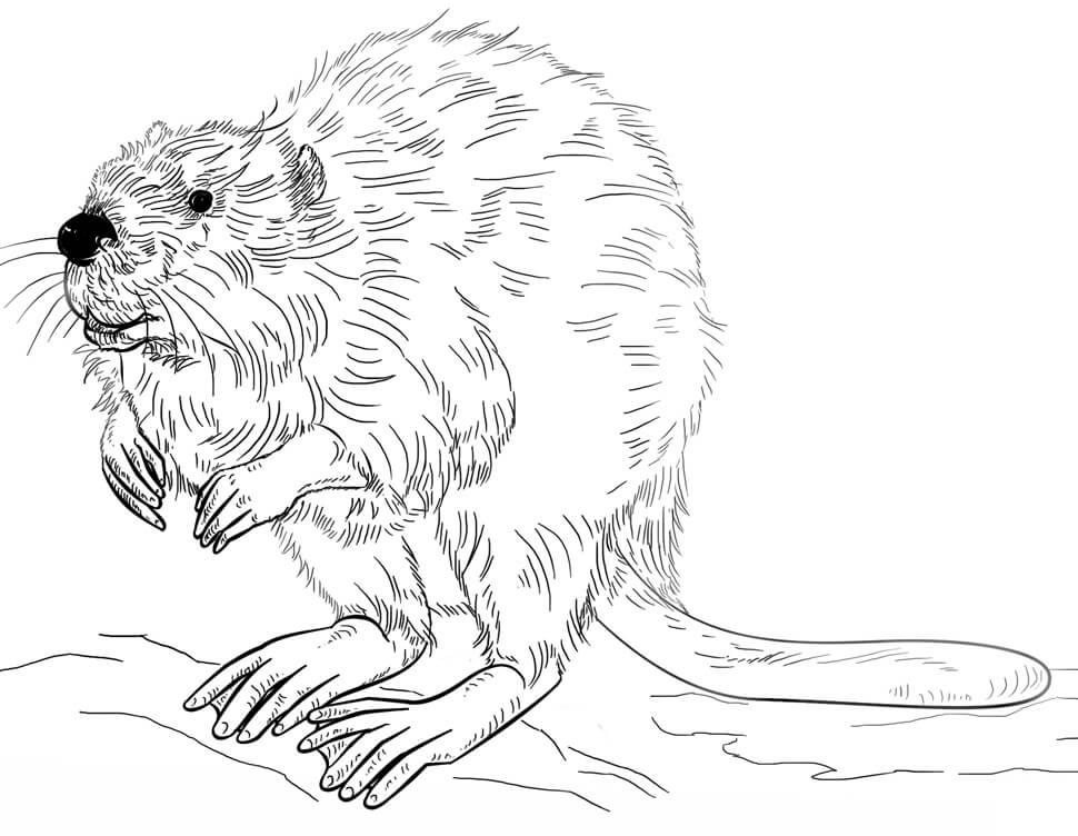 Desenho de Castor Normal para Imprimir Lápis de Cor