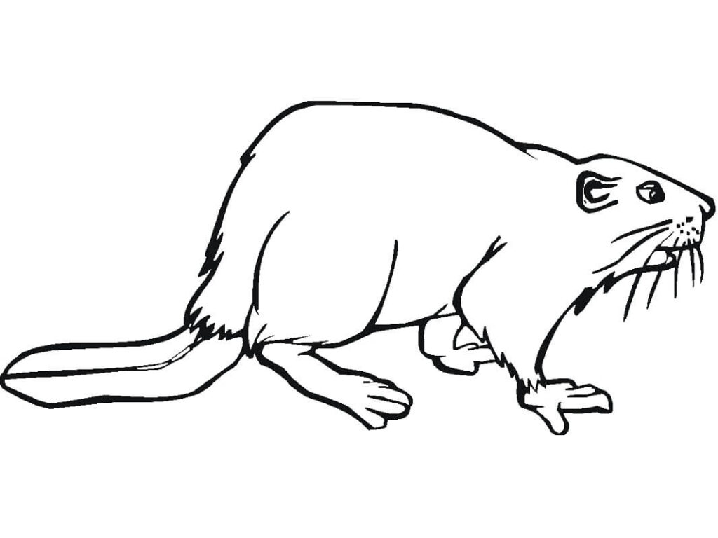 Desenho de Castor Normal Realista para Colorir