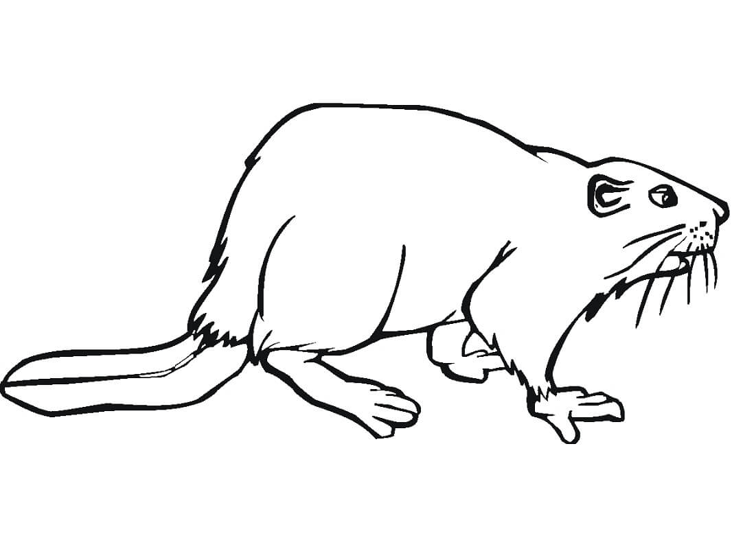 Desenho de Castor Normal Realista para Colorir
