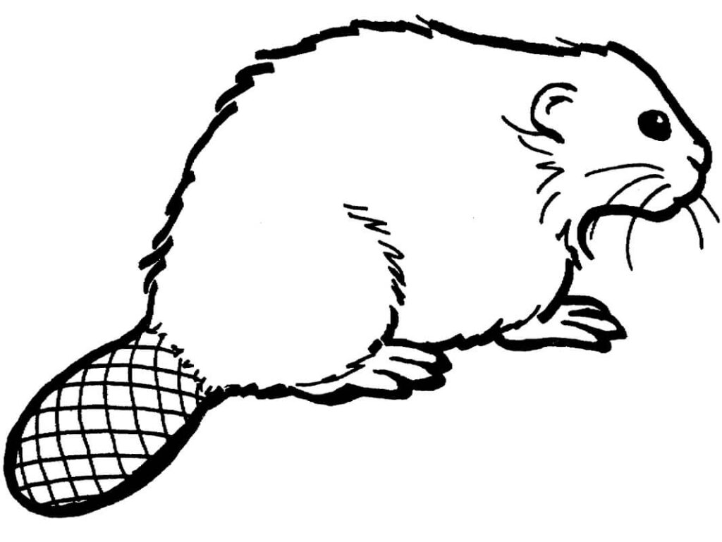 Desenho de Castor Realista Bonito para Colorir Pdf