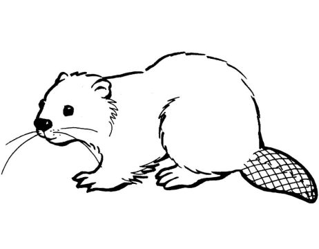 Desenho de Castor Realista Imprimível Download