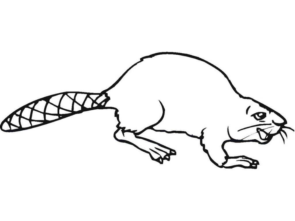 Desenho de Castor Realista na Água para Imprimir