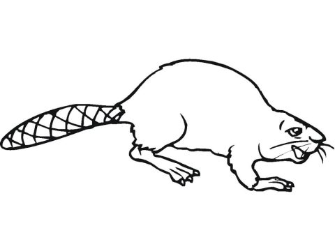 Desenho de Castor Realista na água para Imprimir