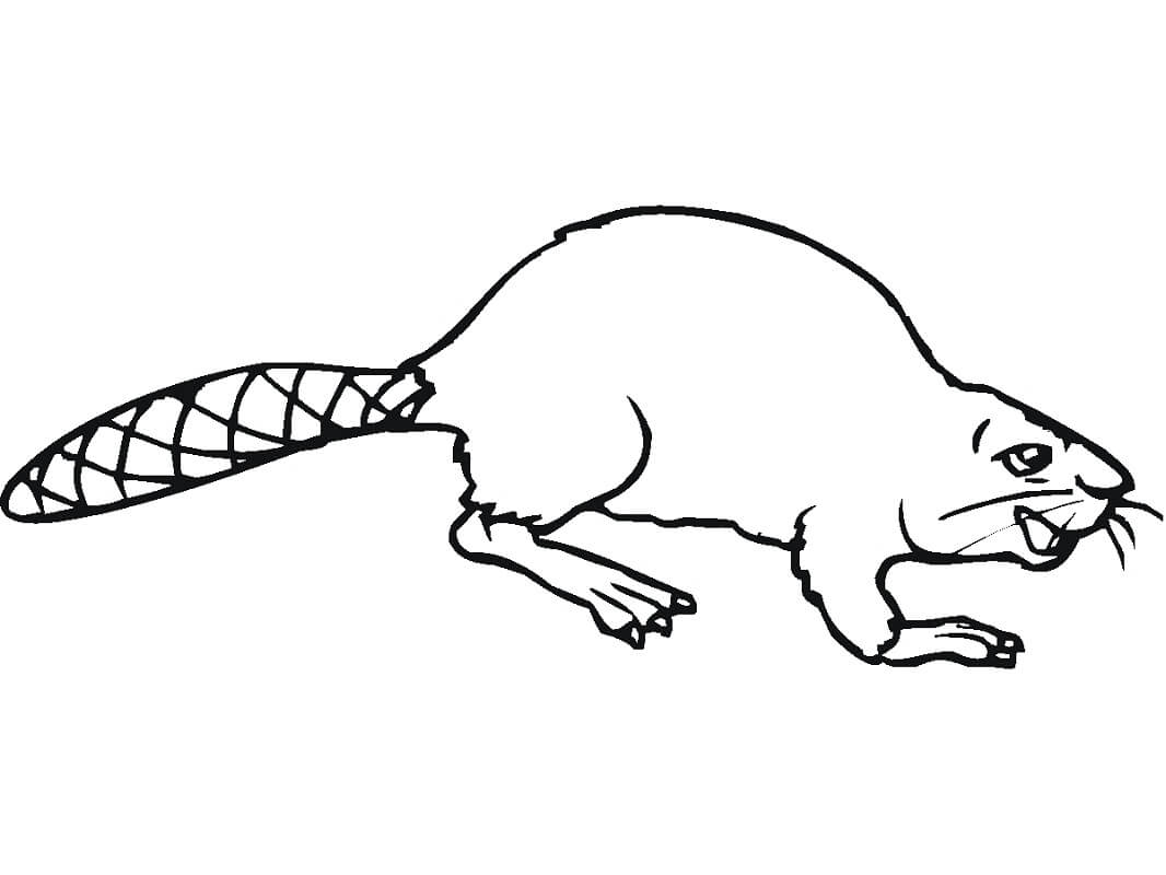 Desenho de Castor Realista na Água para Imprimir