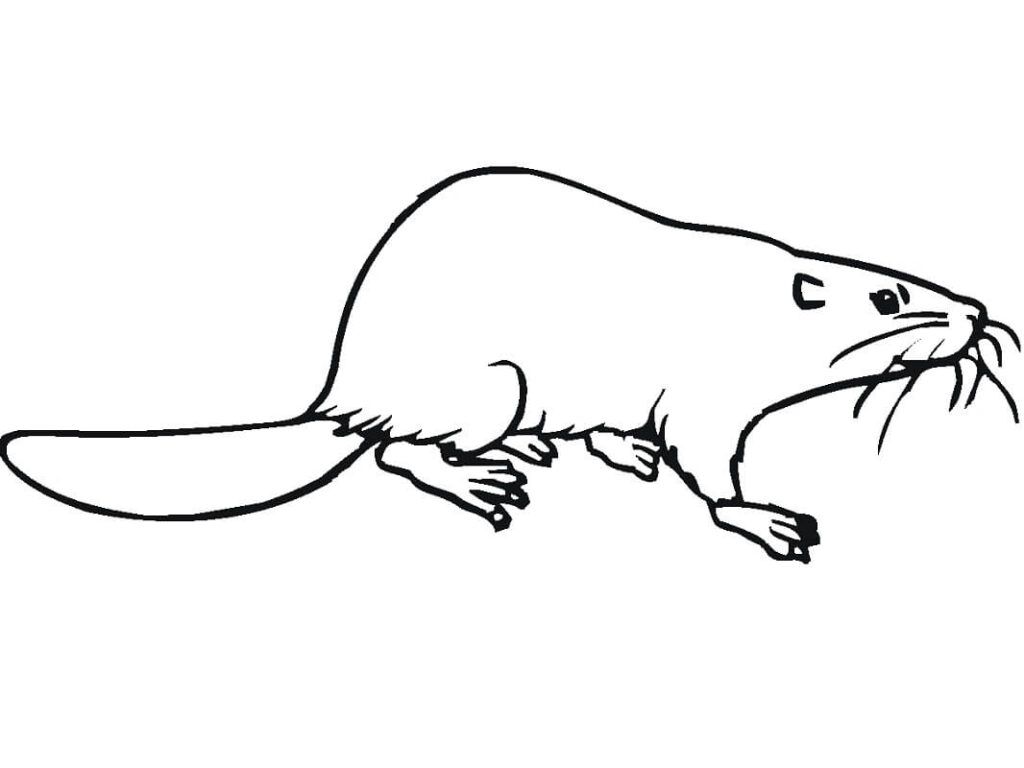 Desenho de Castor Realista para Colorir Pdf