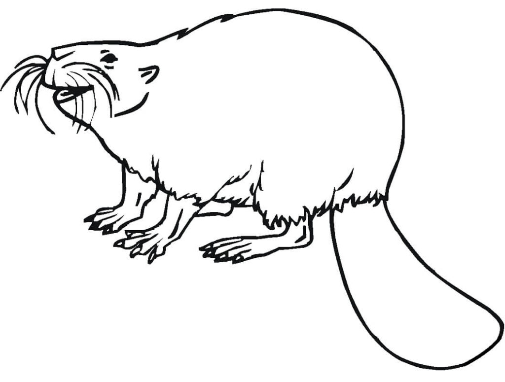 Desenho de Castor Realista para Imprimir Lápis de Cor