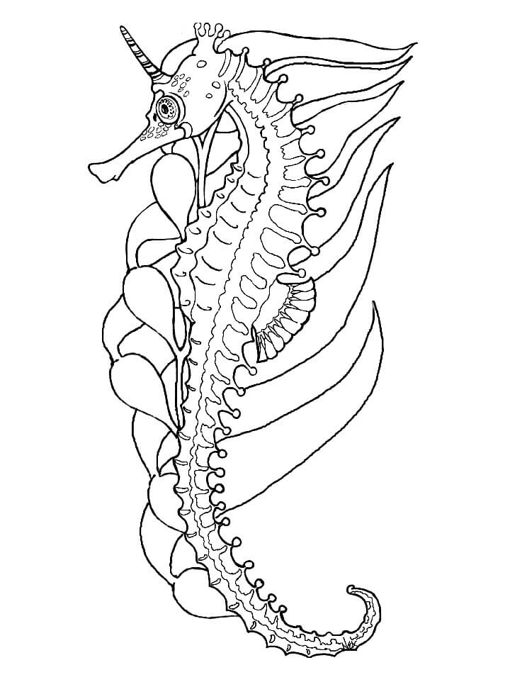 Desenho de Cavalo Marinho com Algas para Colorir