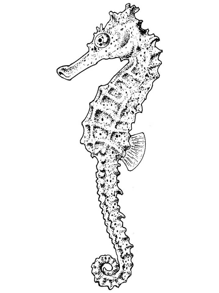 Desenho de Cavalo Marinho com Filhote para Colorir
